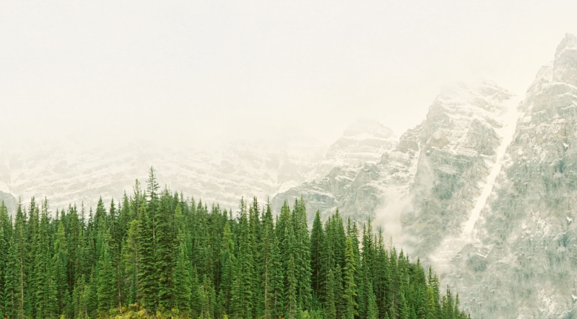 Trees in Forest overlooking mountain